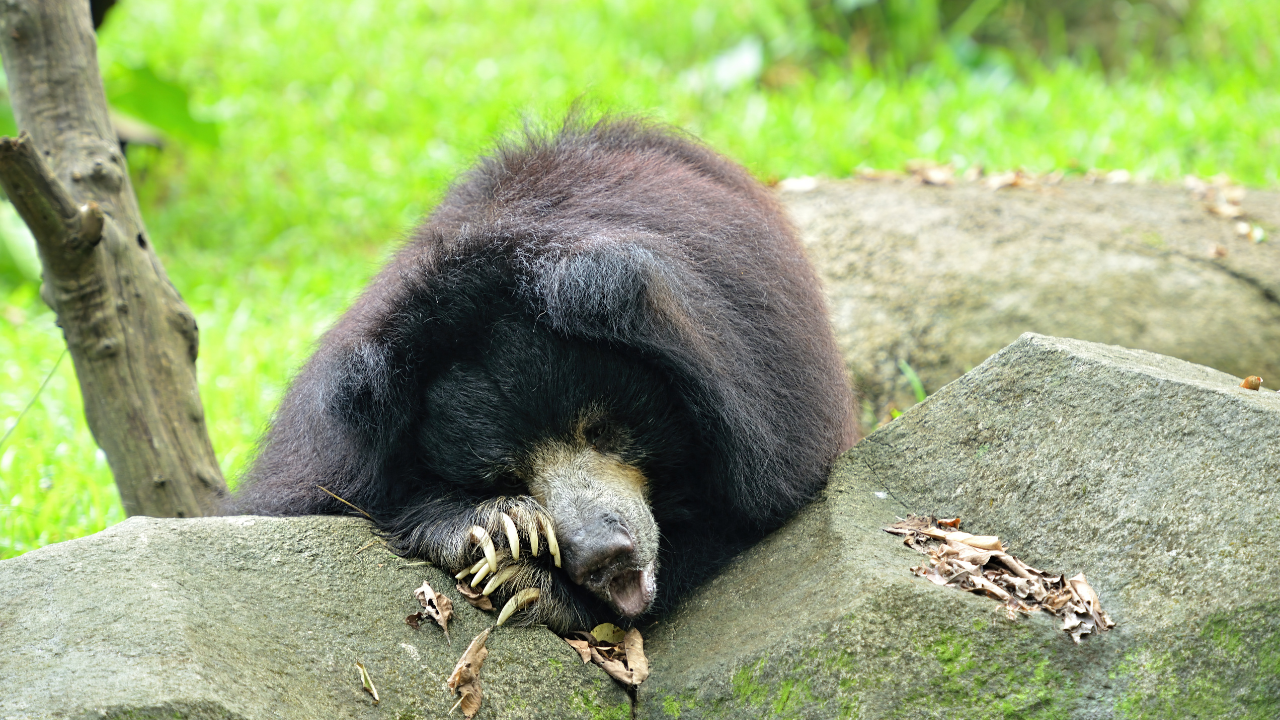 Periyar Wildlife Sanctuary, Kerala