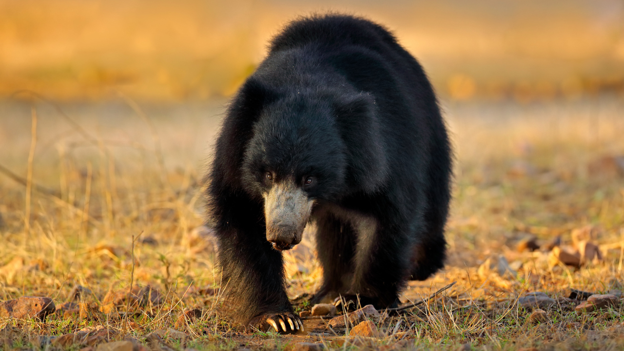 Bandhavgarh National Park, Madhya Pradesh