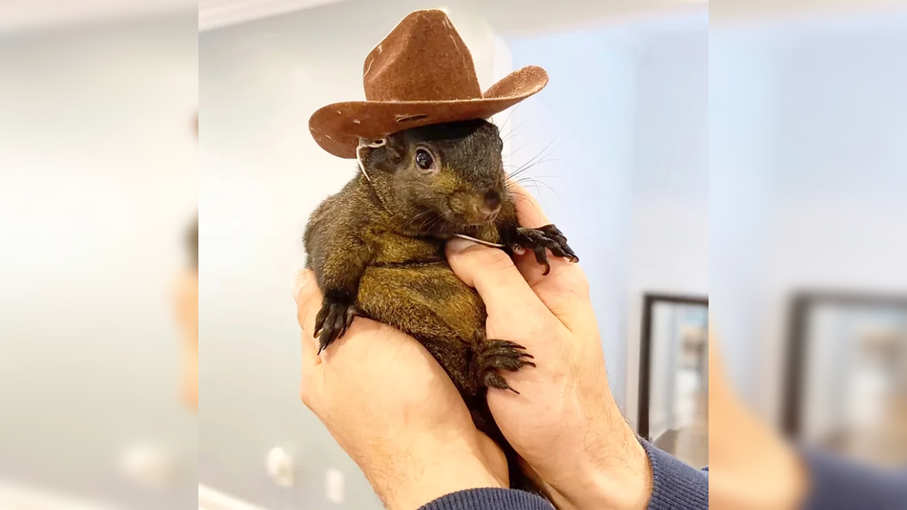 'Peanut' the squirrel was euthanized by New York officials  (Photo Credits: X / Twitter)