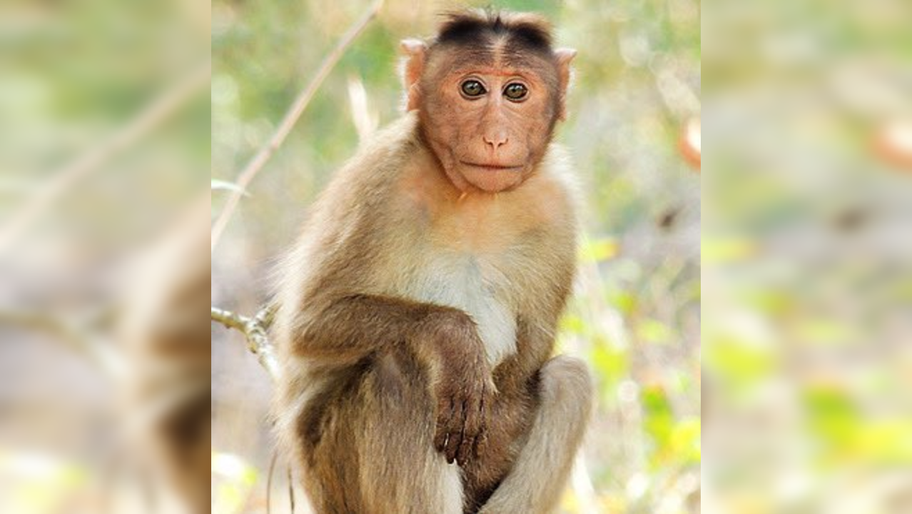 43 monkeys escape from a South Carolina research facility    (Photo Credits: X / Twitter)