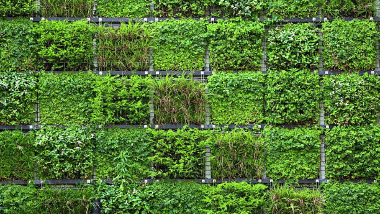 A green wall around Bengaluru's KIA