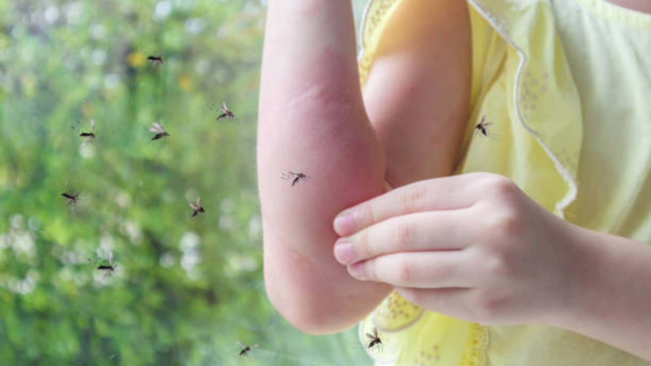 Vector-borne diseases rise in Delhi