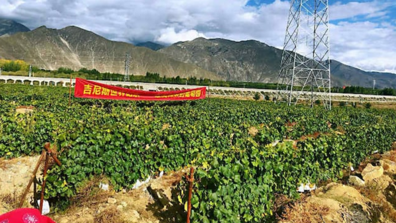 Vineyard Located In Tibet