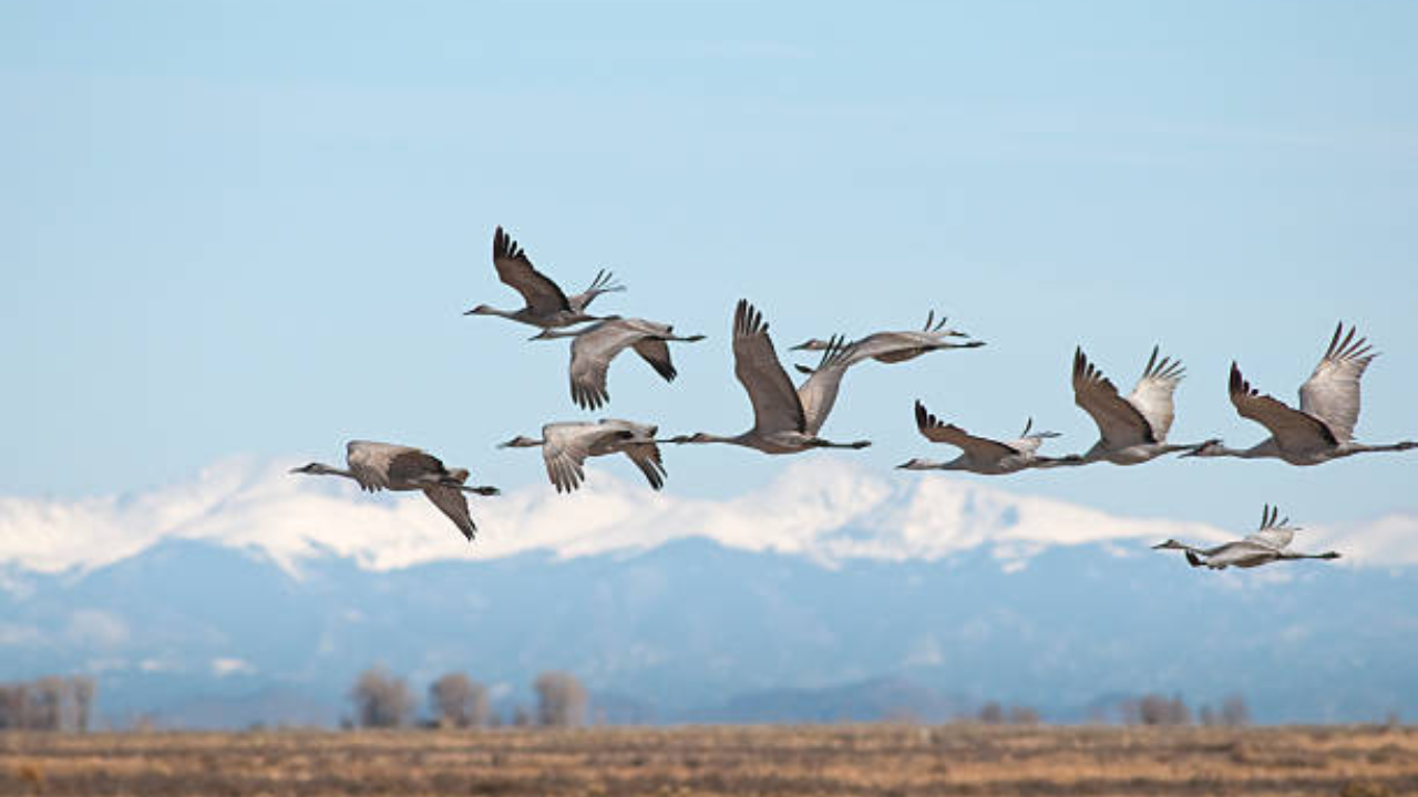 520 birds have succumbed to the disease, and 235 remain ill