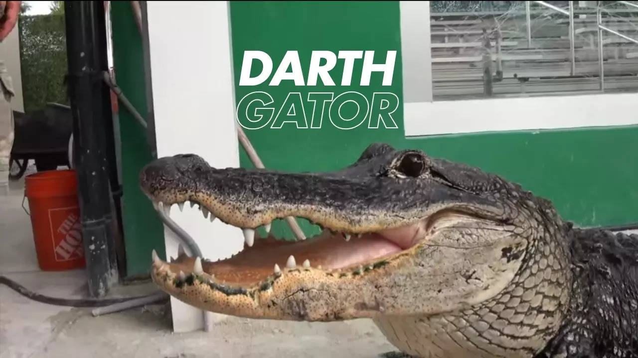 Darth Gator responds to 'The Imperial March'. | Courtesy: Everglades Holiday Park/Paul Bedard