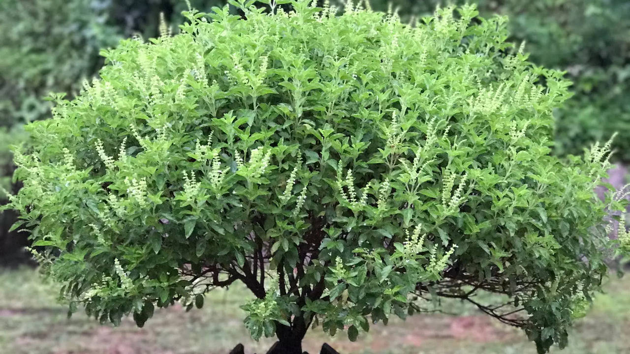 ತುಳಸಿ ವಿವಾಹದ ಪ್ರಯೋಜನಗಳು