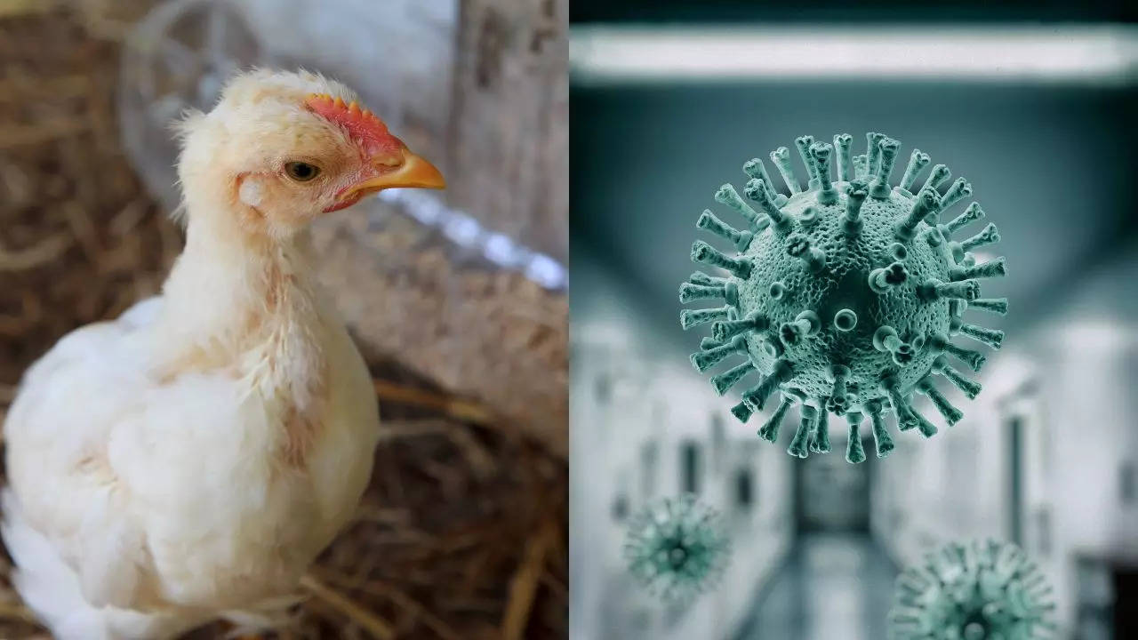 ​First Human Case Of Bird Flu Reported In Canada