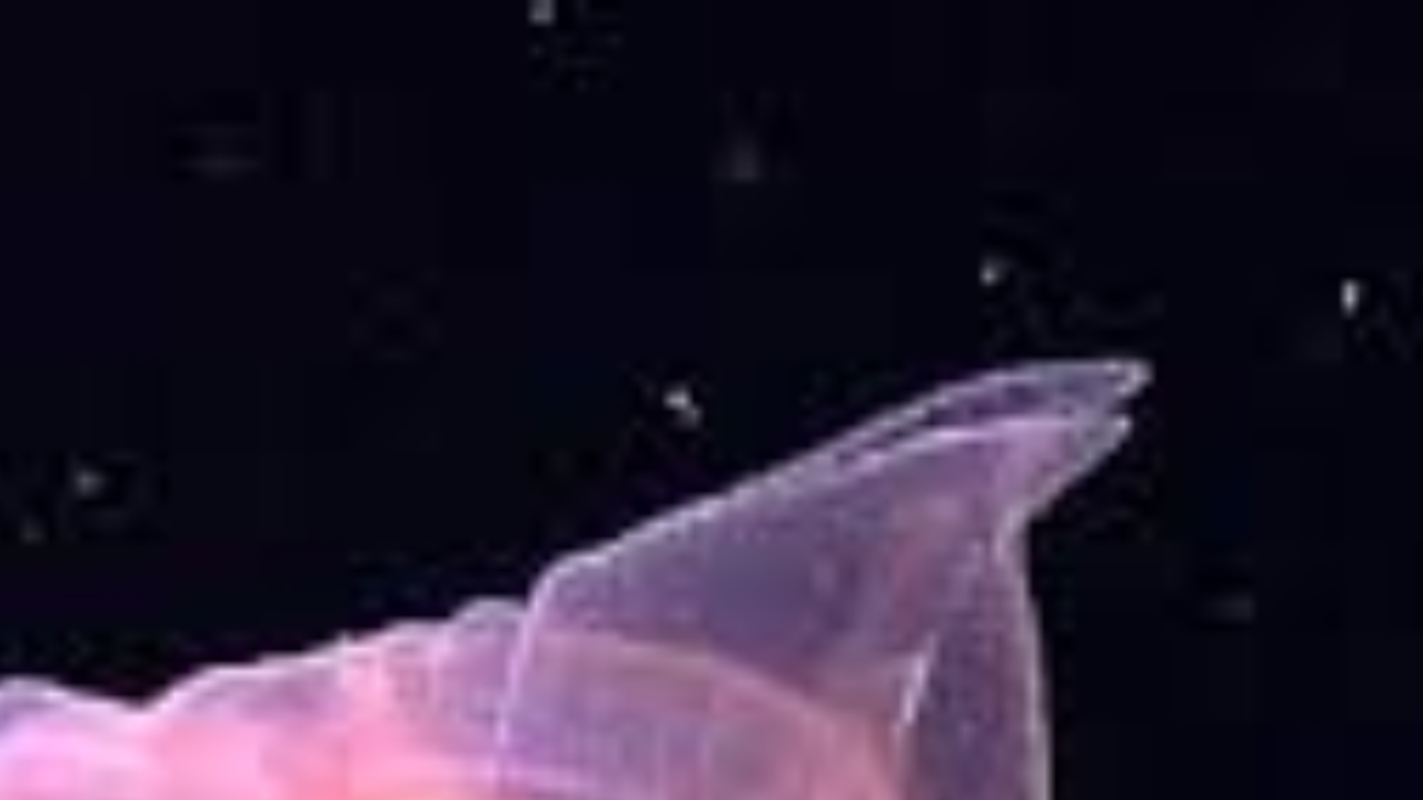 Transparent Sea Cucumber