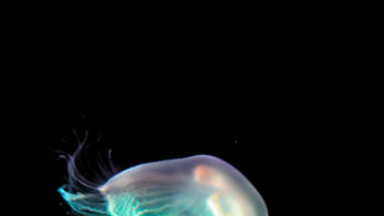 Jellyfish