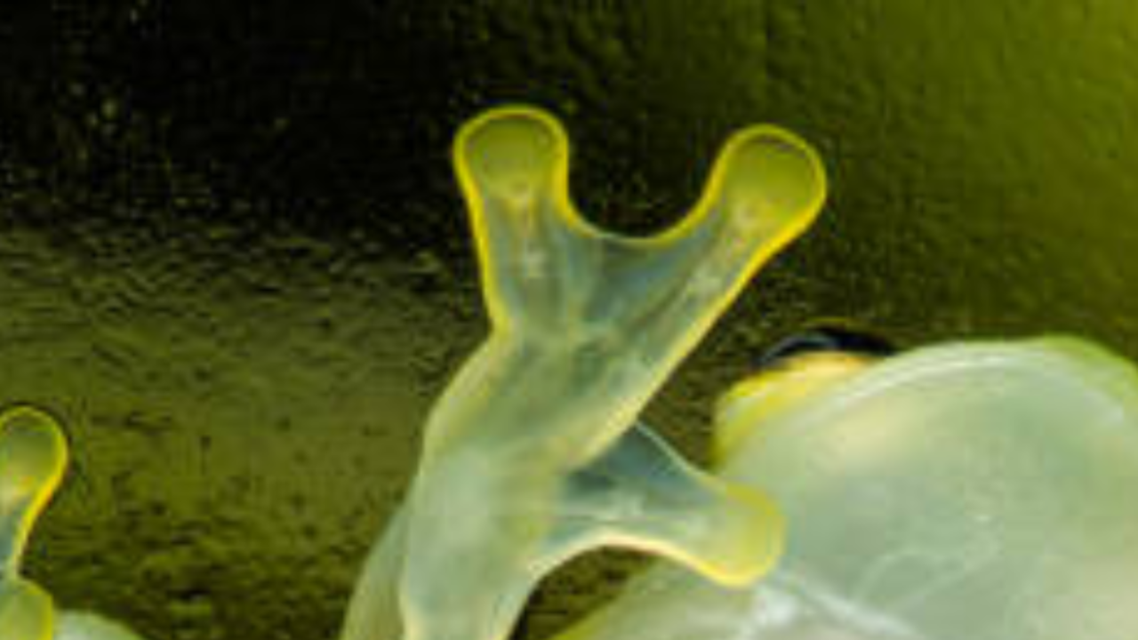 Glass Frog