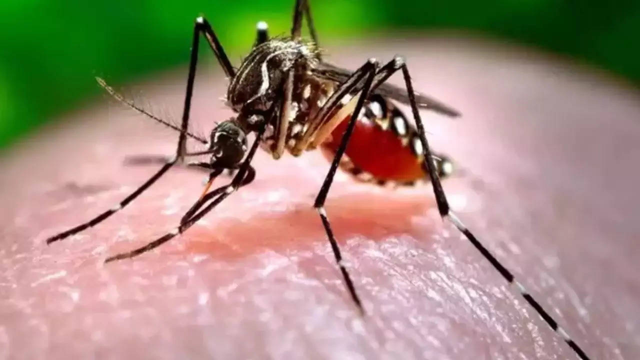 delhi sees record high chikungunya, malaria cases in 5 years, dengue on wane