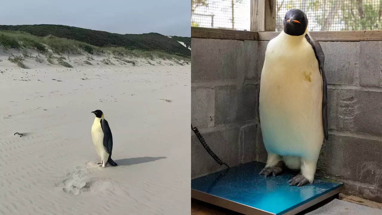 The penguin is being cared for at a Western Australian conservation facility. | Aaron Fowler/DBCA