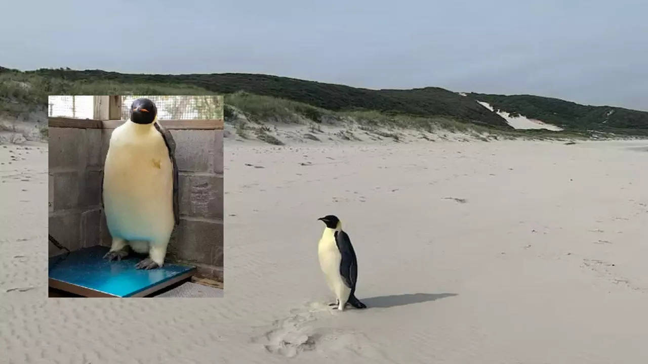 Emperor Penguin Found in Australia (Photo: @ReportWatchman/X, Aaron Fowler/DBCA)