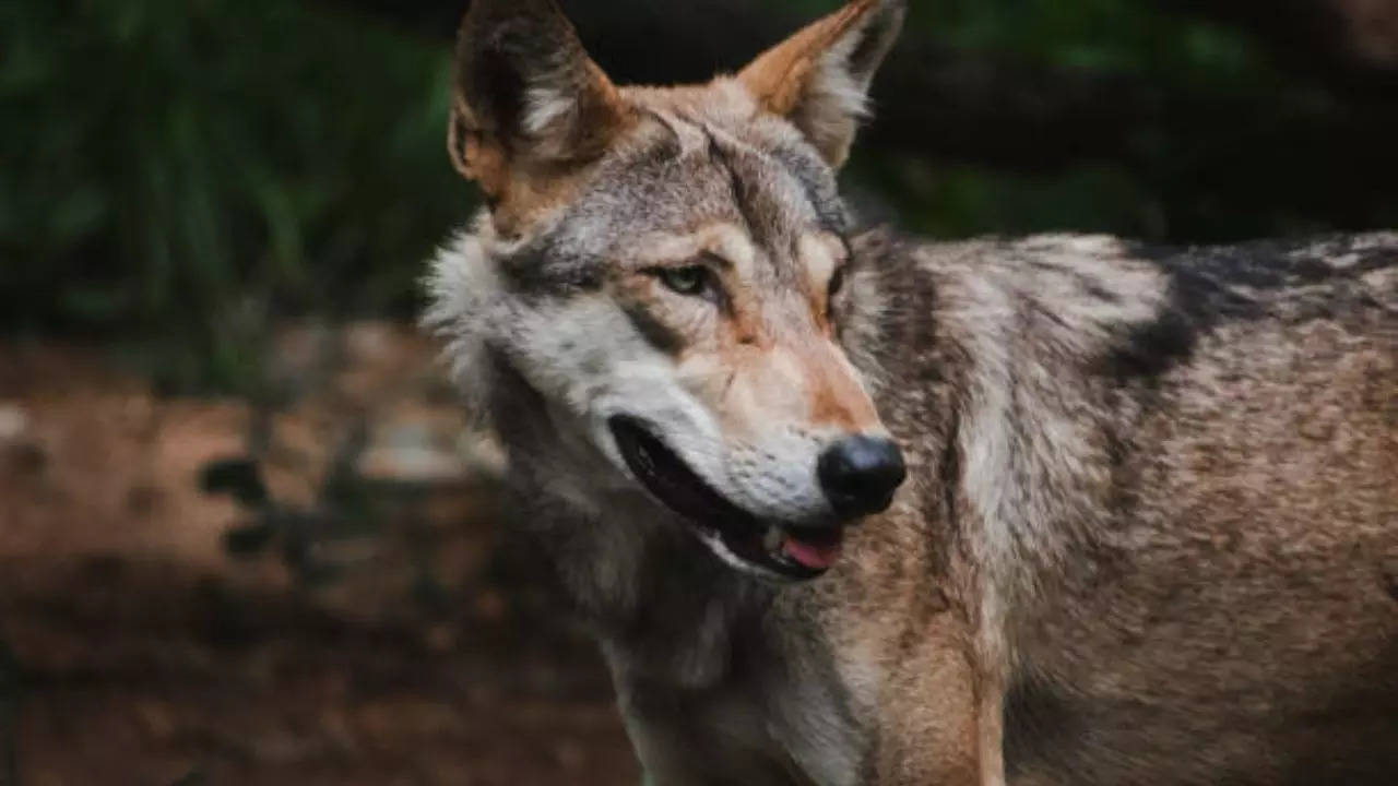 Representative Image: Indian Wolf