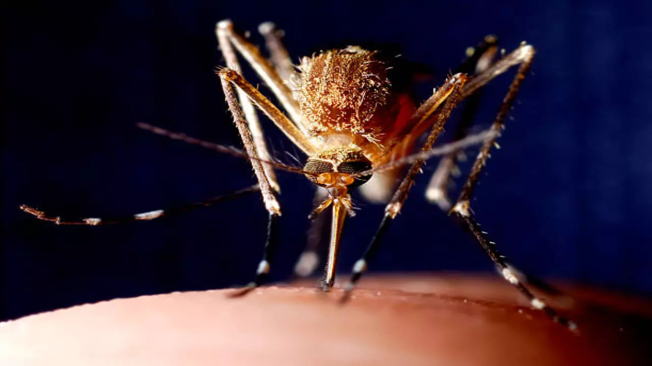 Chikungunya And Malaria Infections Reach Shocking 5-Year High In Delhi