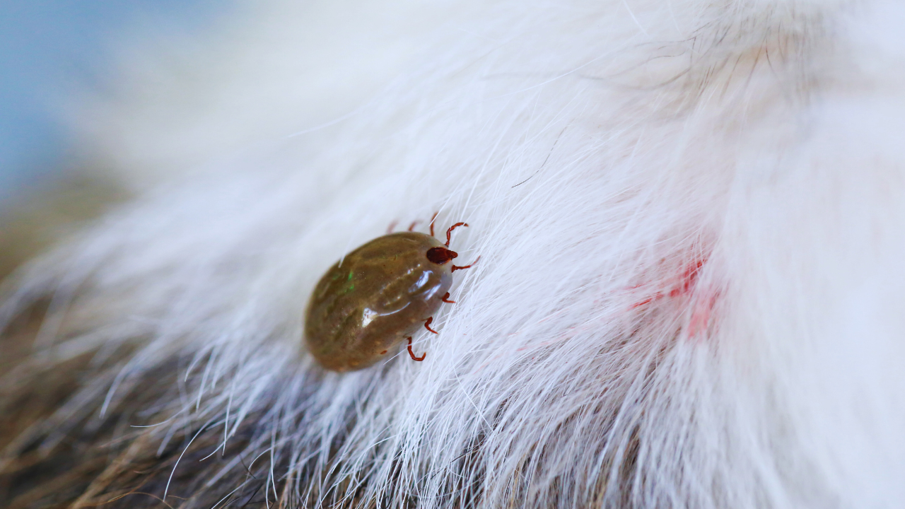 How to Get Rid of Fleas in Your Home?