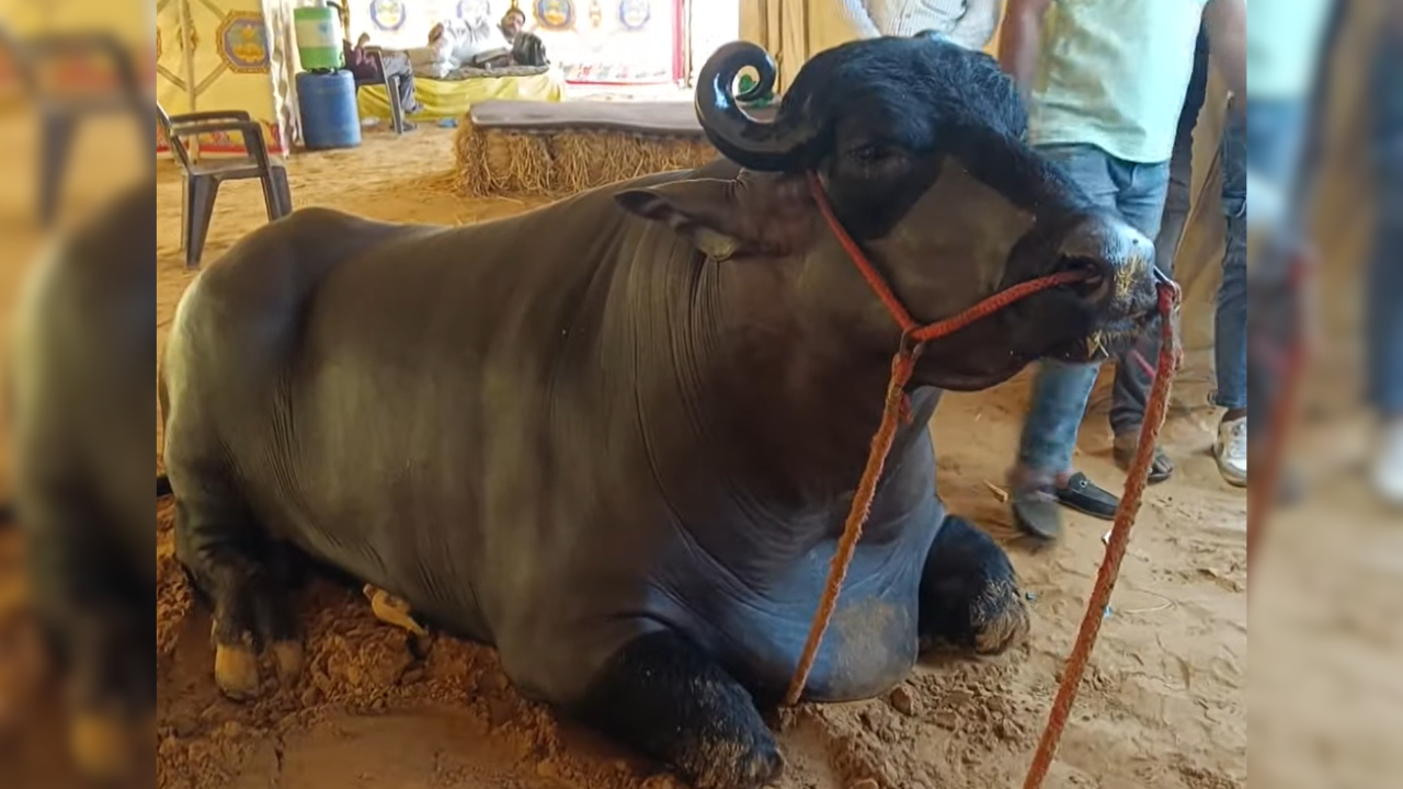 Meet 'Anmol', India’s Rs 23 Crore Buffalo Who Lives Luxury Life With Almond Milk Baths And A Royal Diet