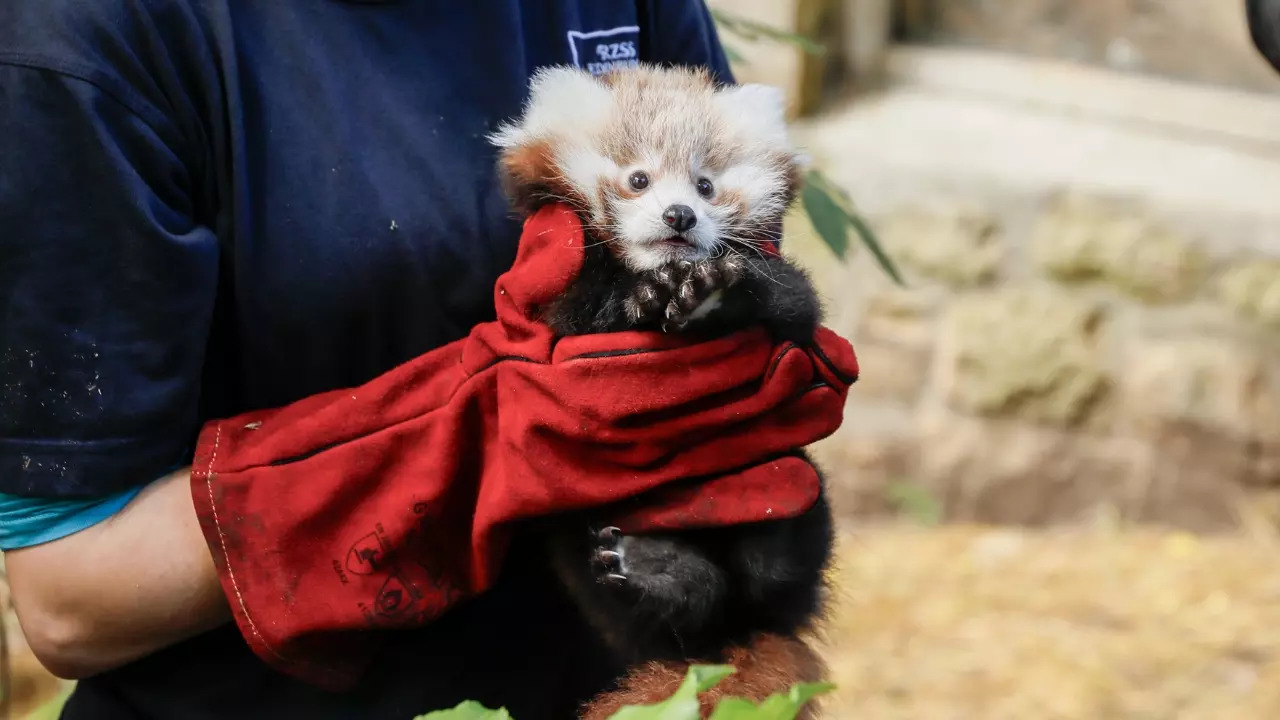 Roxie, a three-month-old baby red panda, died from stress due to Bonfire Night fireworks. | Edinburgh Zoo