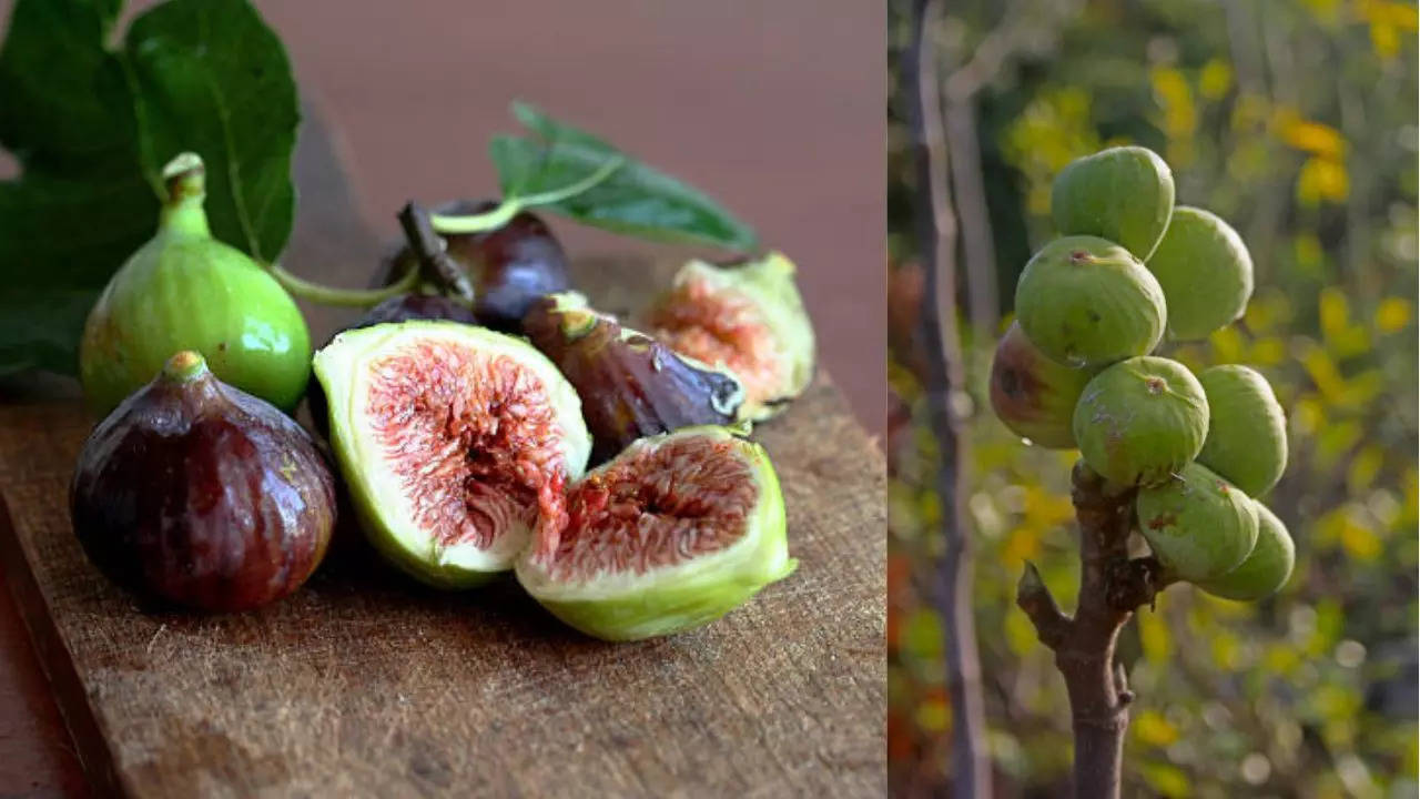 Figs are not non-vegetarian, Debunking The Viral Claim Which Talks Of Wasps Pollination 