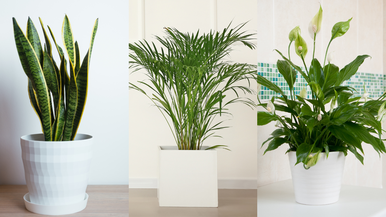 Delhi Air Pollution Hits 'Severe' AQI: Top 5 Indoor Plants To Help You Breathe Better