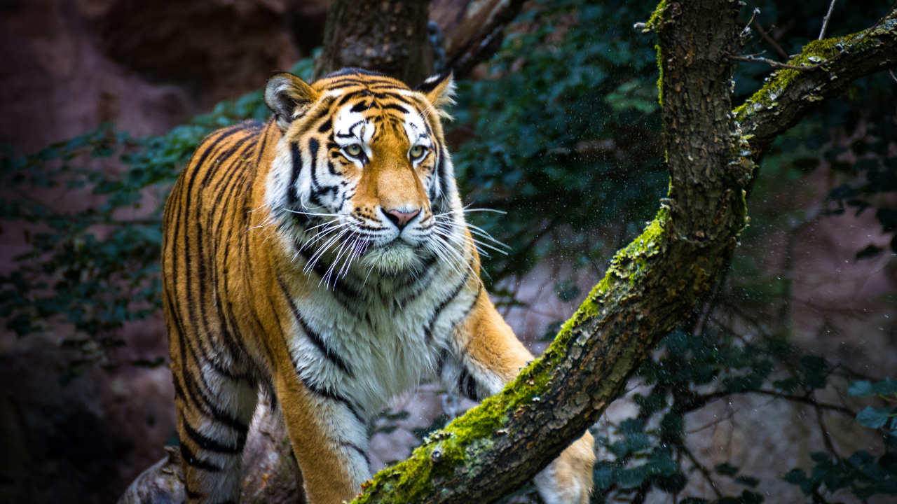 Anshi National Park, Karnataka