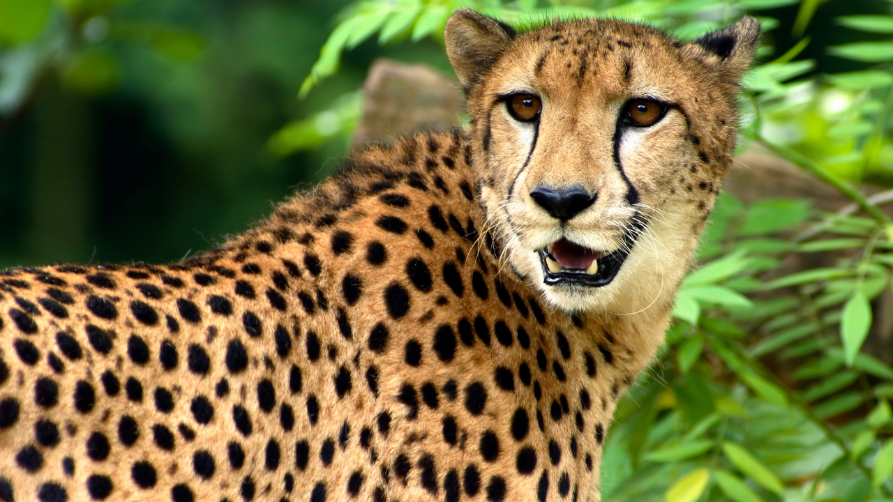 Rajiv Gandhi National Park, Karnataka