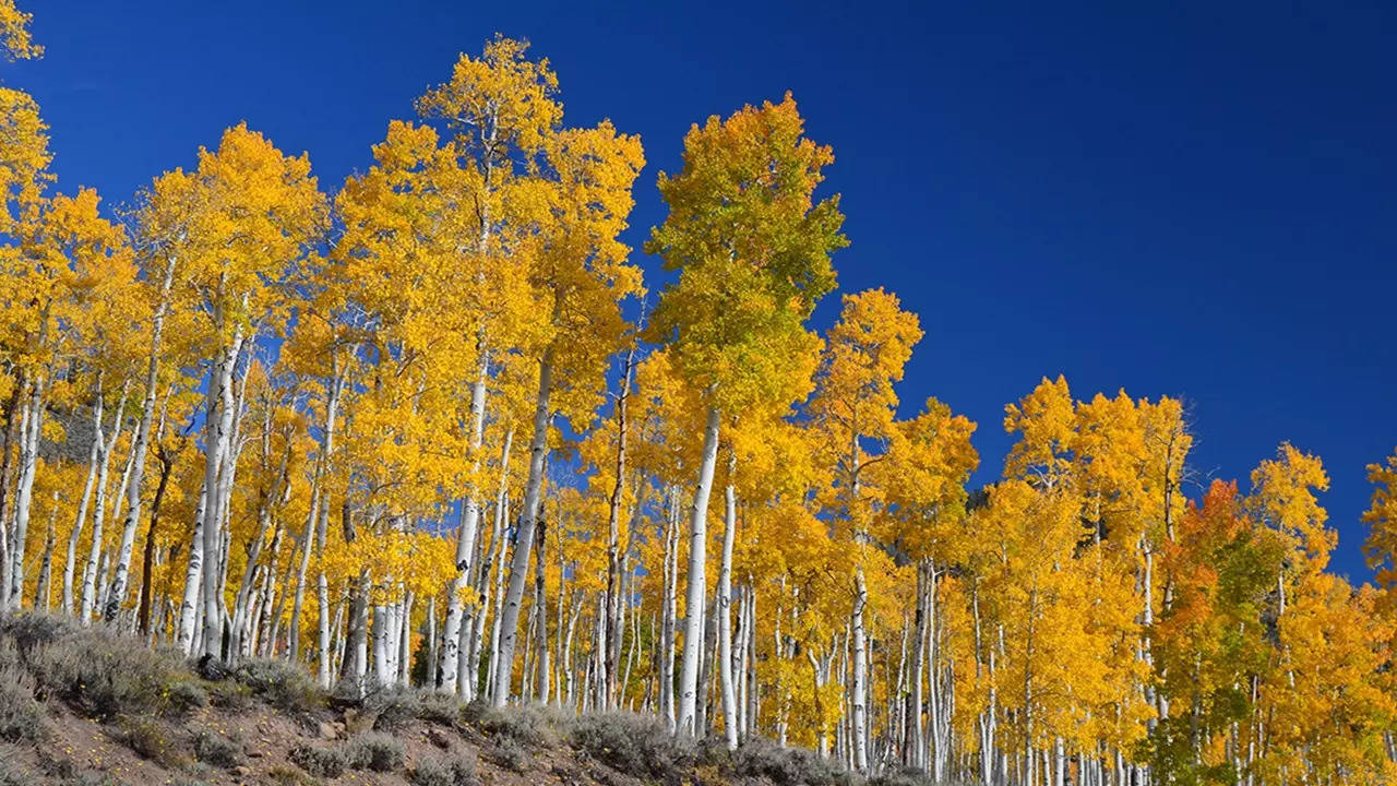 Pando Plant (Photo: Wikipedia)