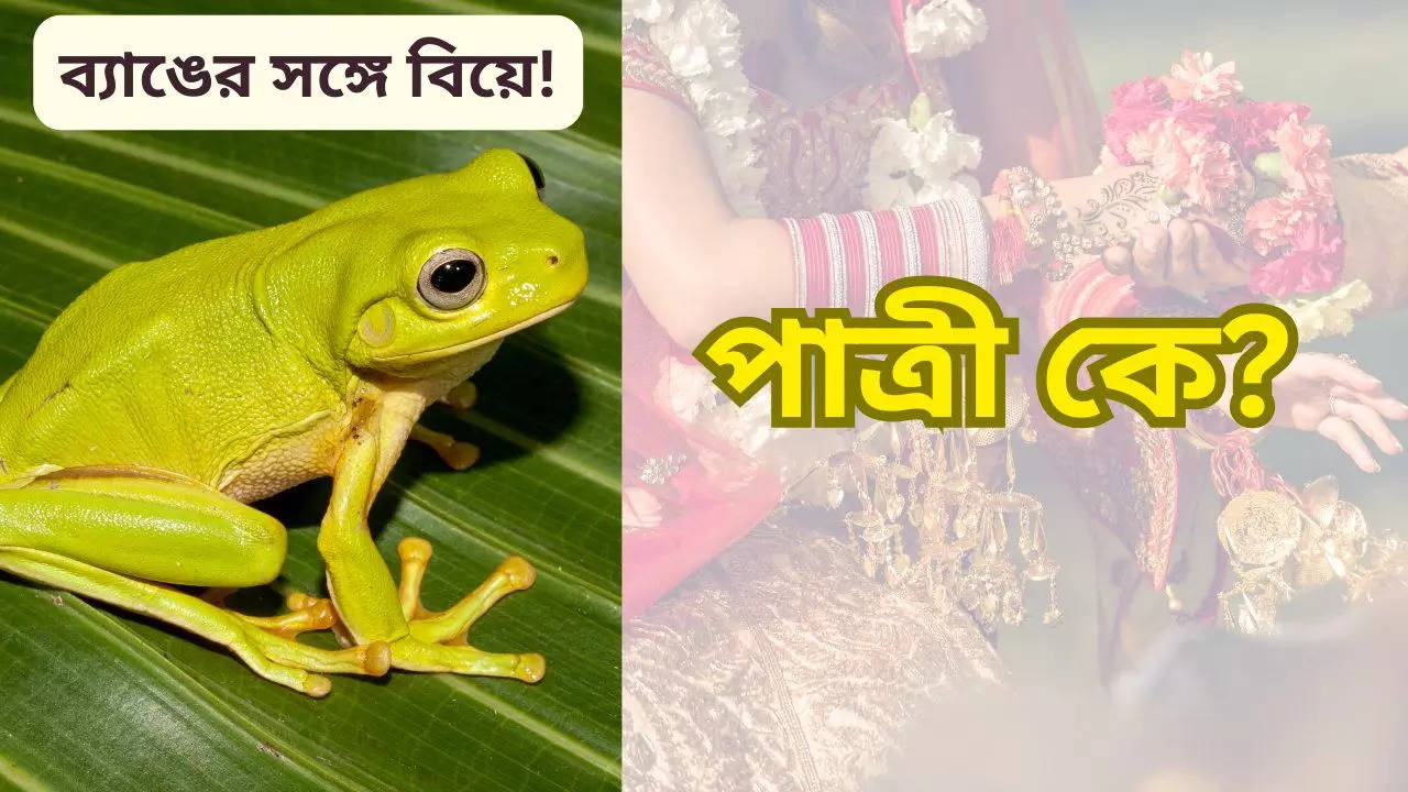 Weird Traditions this village in india organize frog marriage know the reason