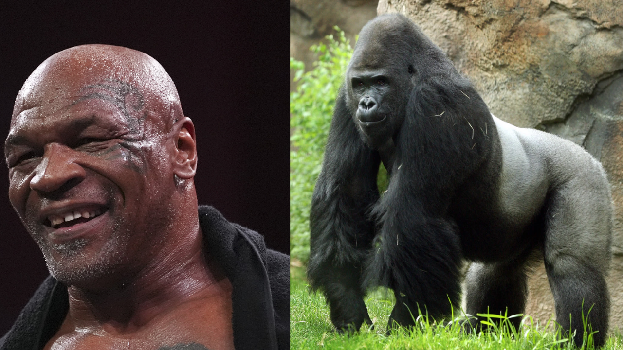 mike tyson gorilla