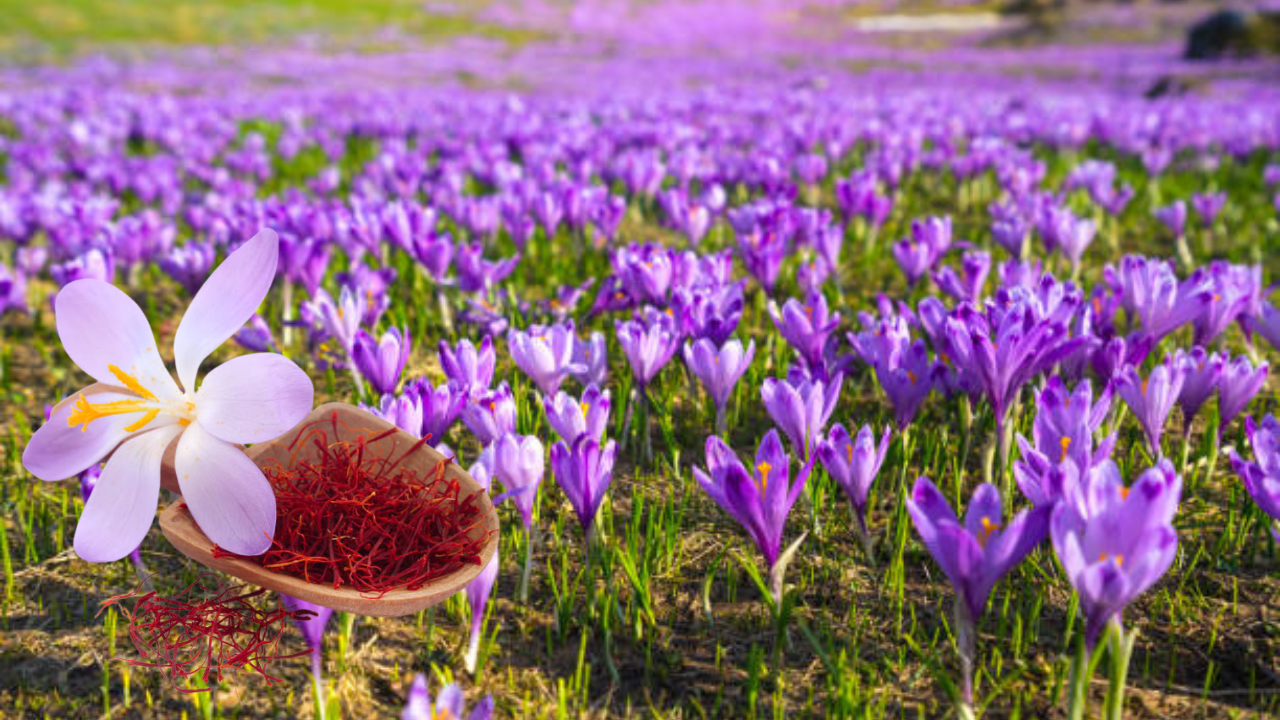 saffron  (image credits: iStock)