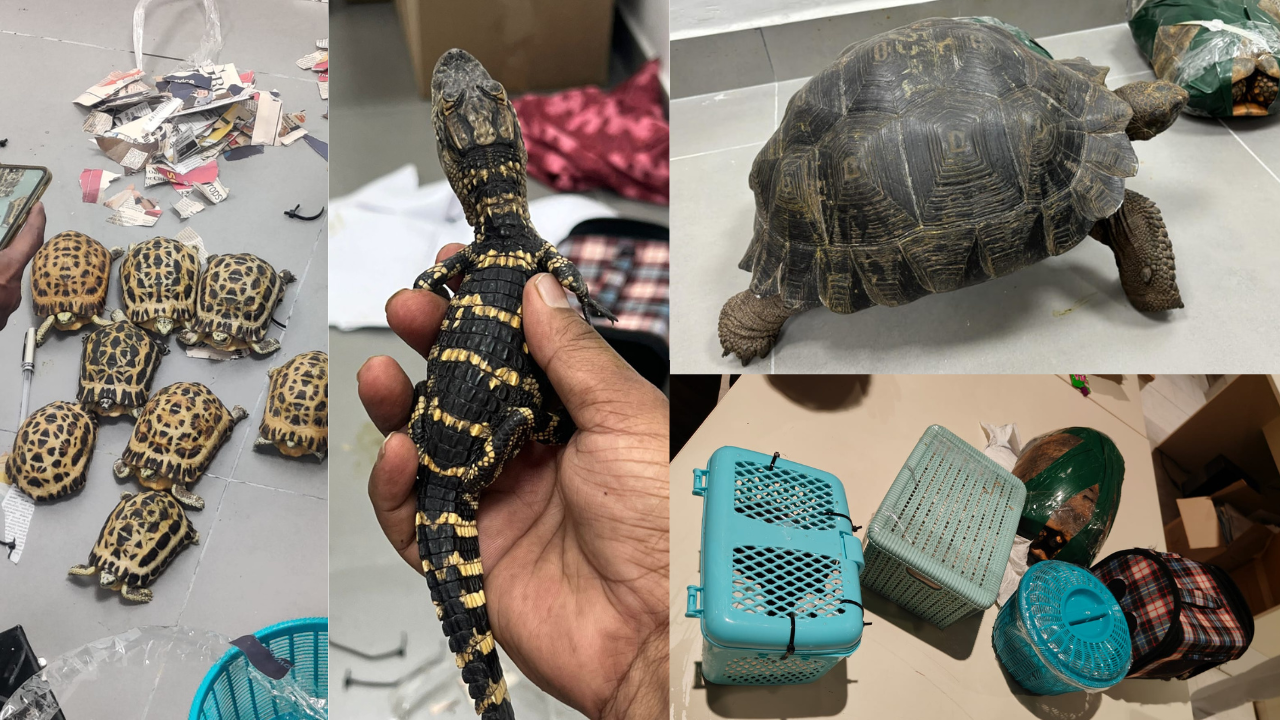 at bengaluru airport 2 passengers from malaysia hiding rare lizard tortoise 40 animals smuggling