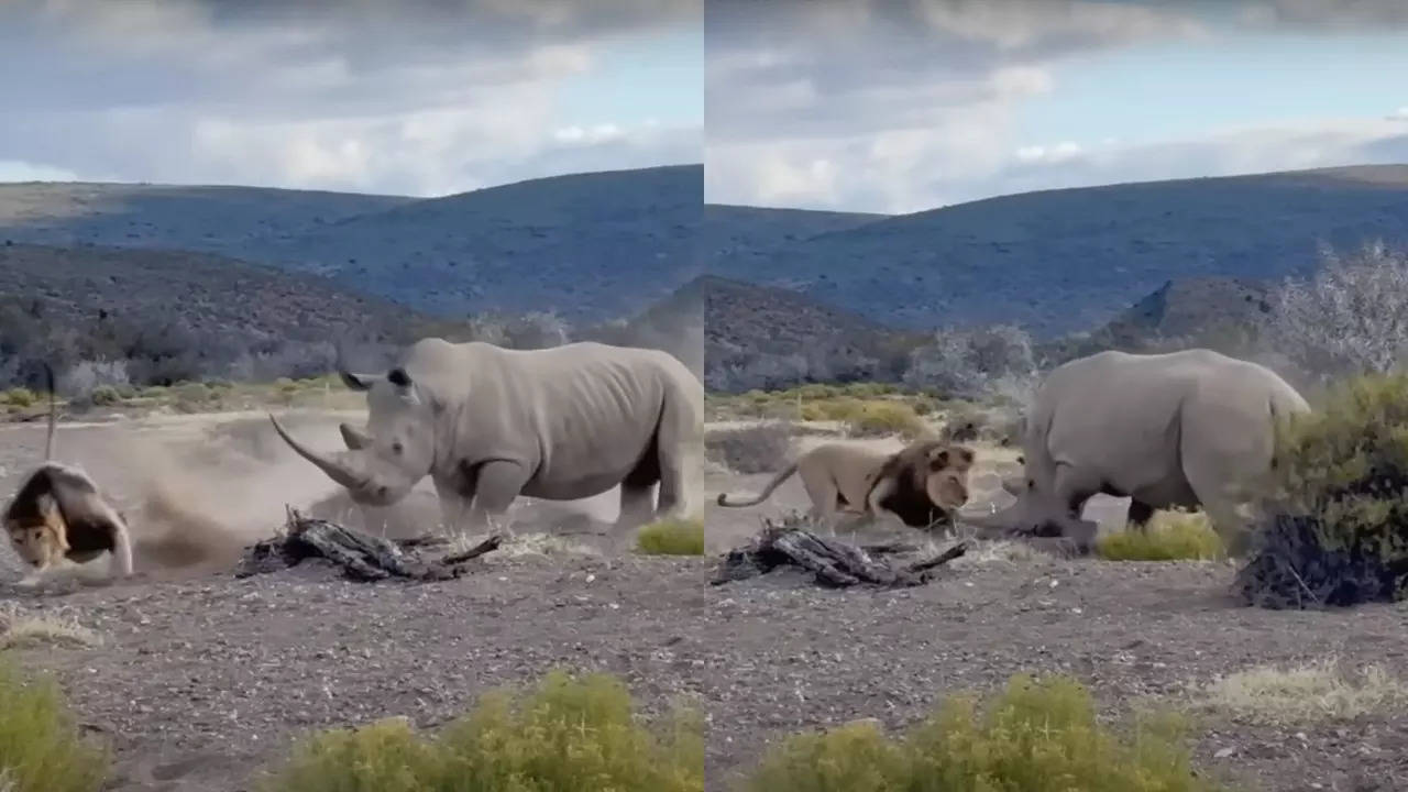 A rhino tries to stab a lion at Sanbona Wildlife Reserve. | Courtesy: Jordan Davidson