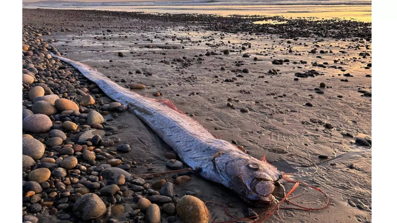 Doomsday Fish In California