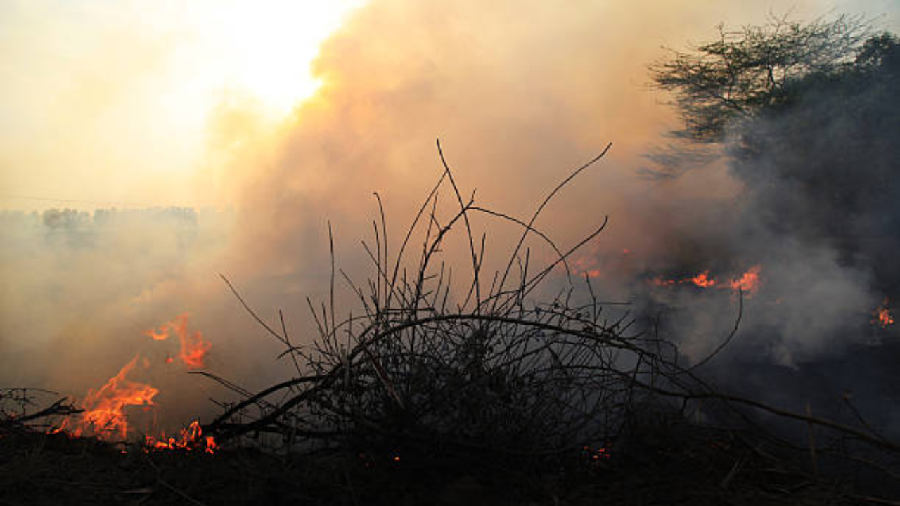 Stubble Burning 