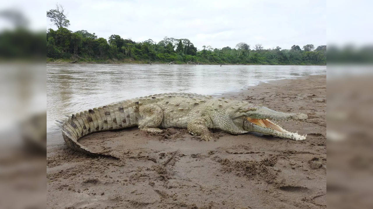 Crocodile feasts on a rodent in Kilimanjaro Safari tourists shocked  (Photo Credits: X / Twitter)