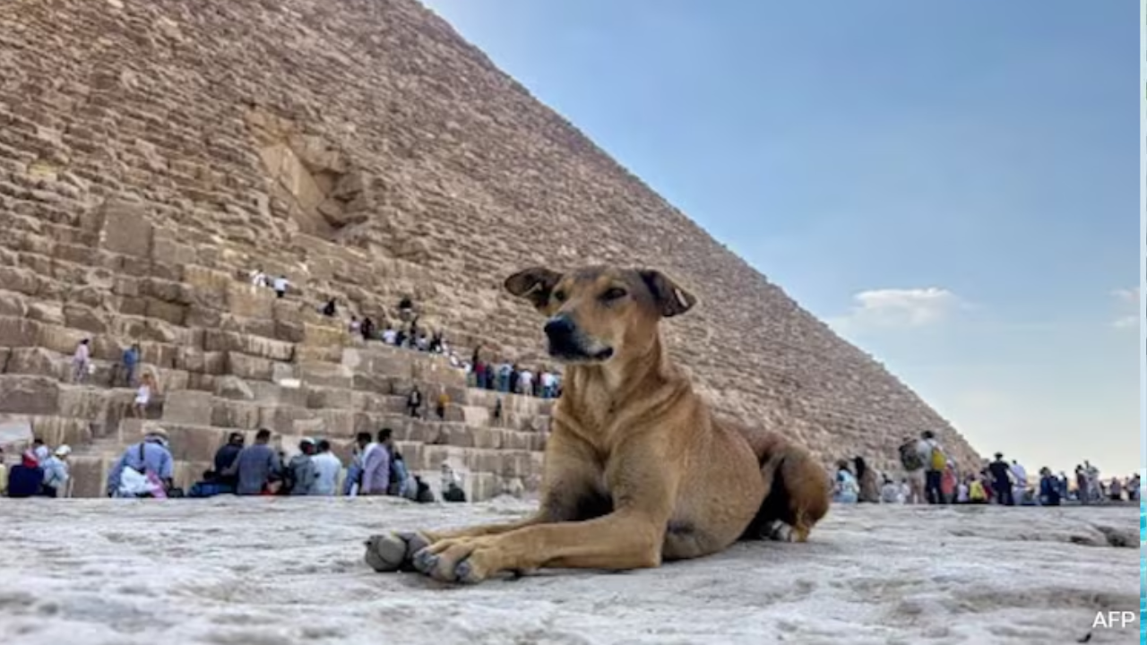 Apollo The Dog Is Viral After Climbing Pyramid