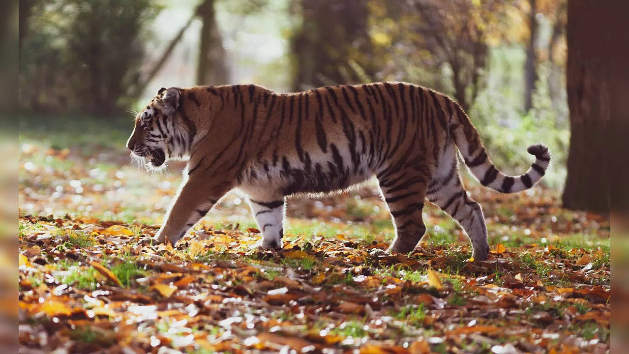 Tiger Travels 300 Km From Maharashtra To Telangana In Search Of Mate (Representative Image)