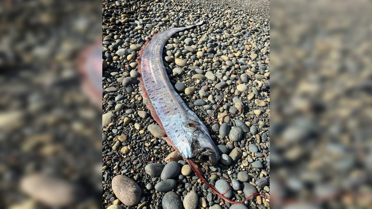 Rare Oarfish in California