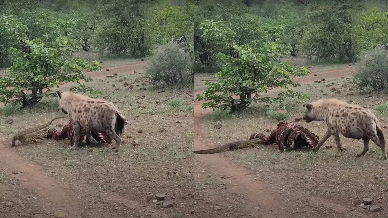 A Nile Monitor slaps a spotted Hyena with its tail while trying to eat a zebra's remains. | Nicola Marneweckrk. | Nicola Marneweck