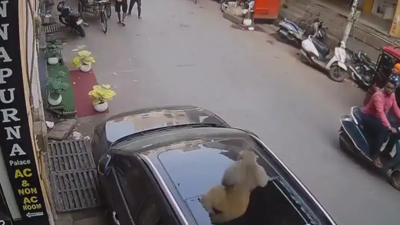 Viral Video: Monkey Smashes Car Sunroof in Varanasi