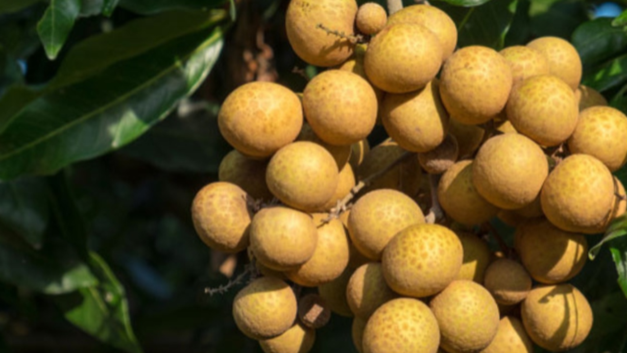 longan fruit