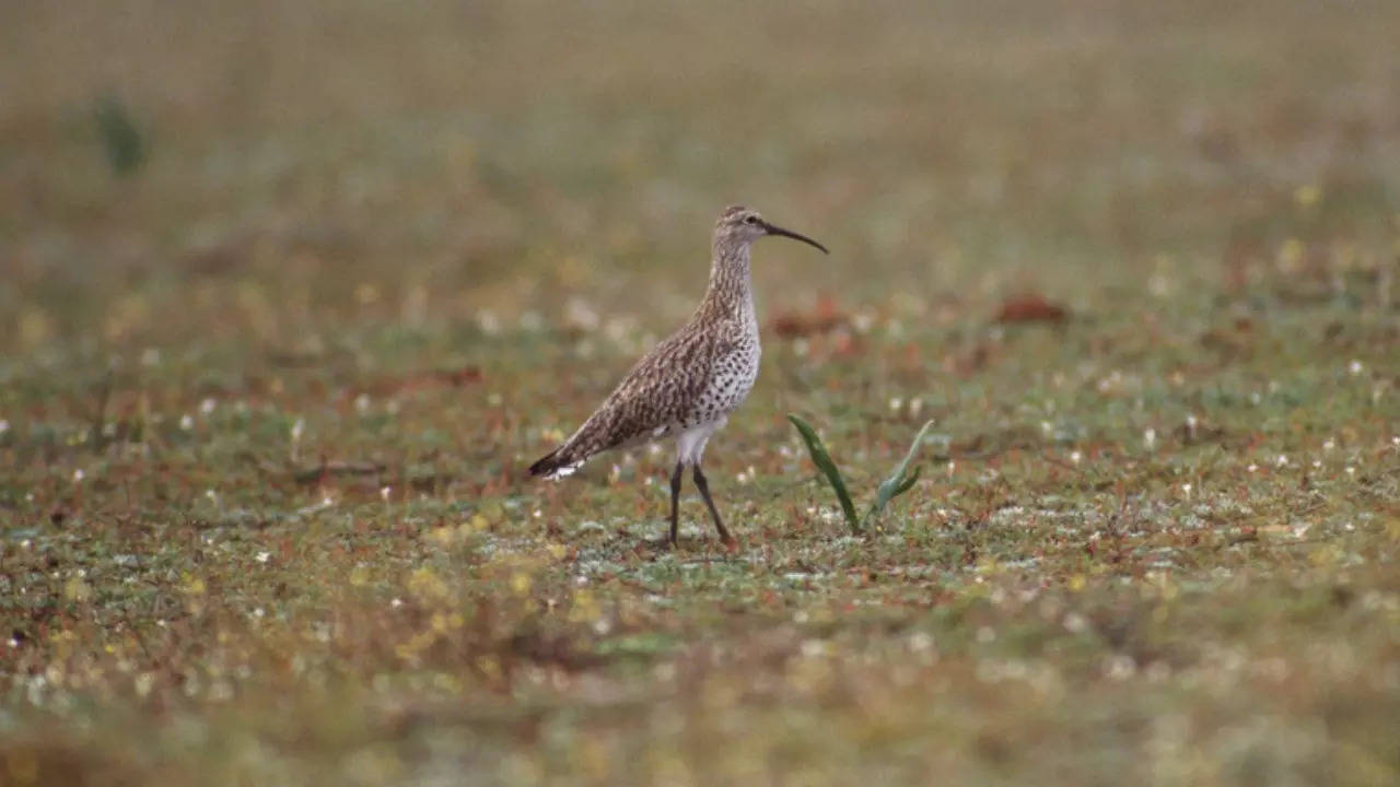 The Slender-billed Curlew was last seen in coastal Morocco in 1995. | Chris Gomersall/RSPB Images