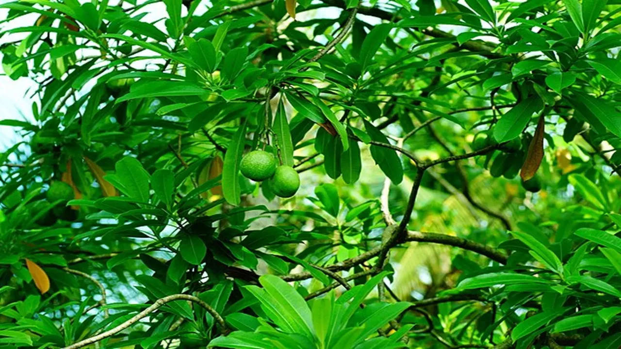 Manchineel Tree (Photo: Quora)