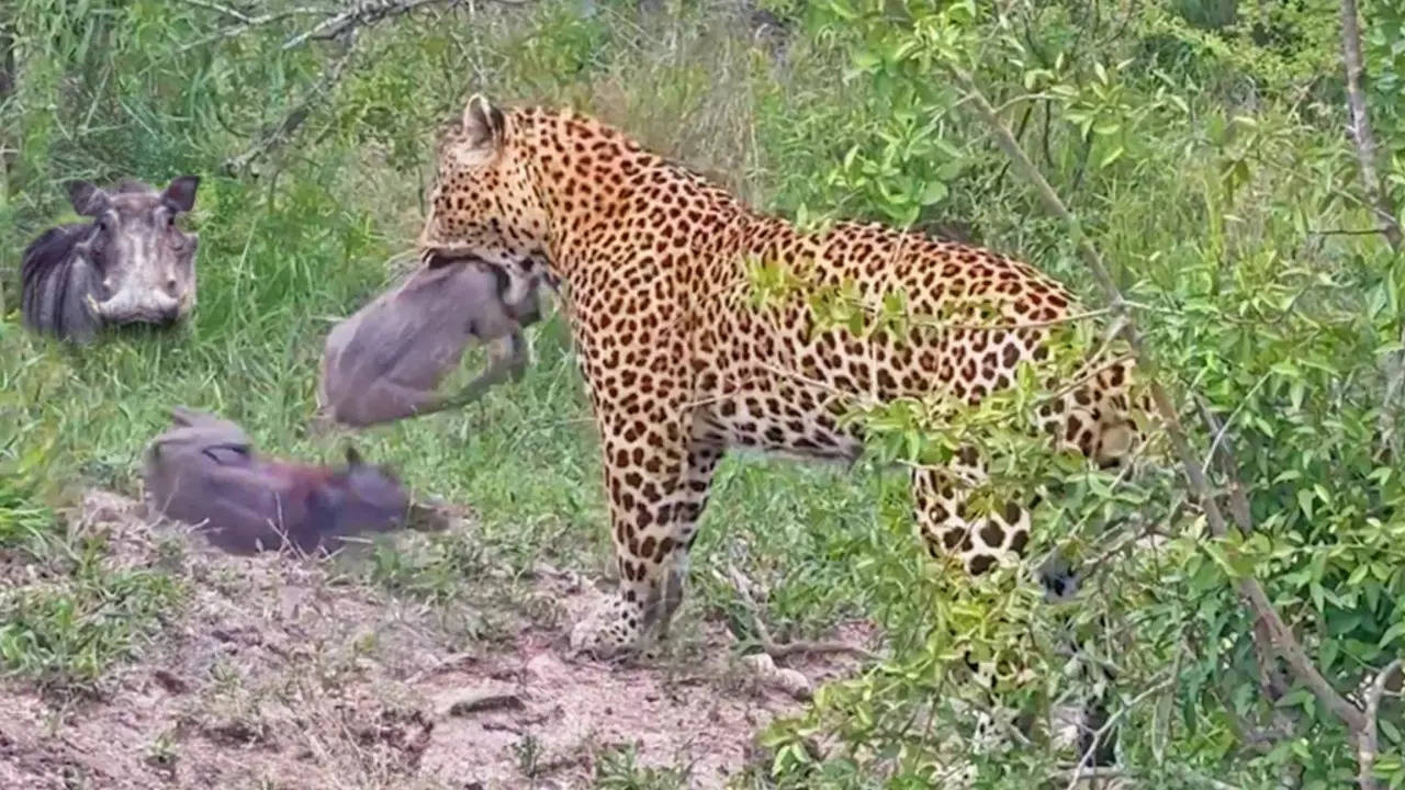 A leopard takes out three warthogs of a family in a single hunt. | Caspar Siebel/Latest Sightings