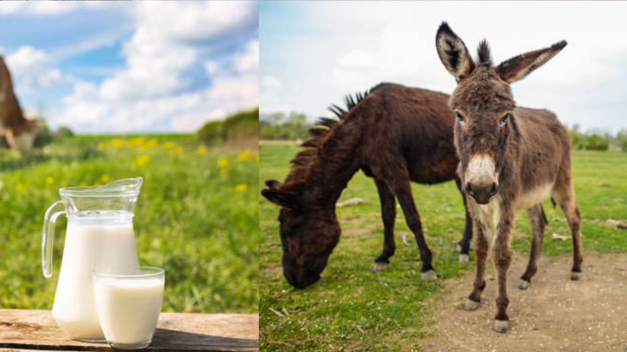 is donkey milk really beneficial for health know the truth