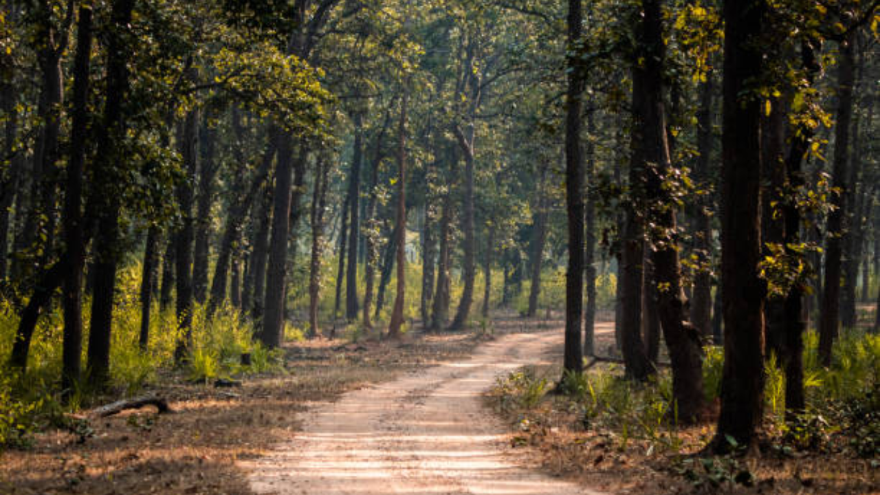 forest istock