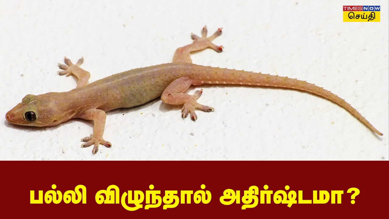 Lizard Falling Palan Lucky or Not