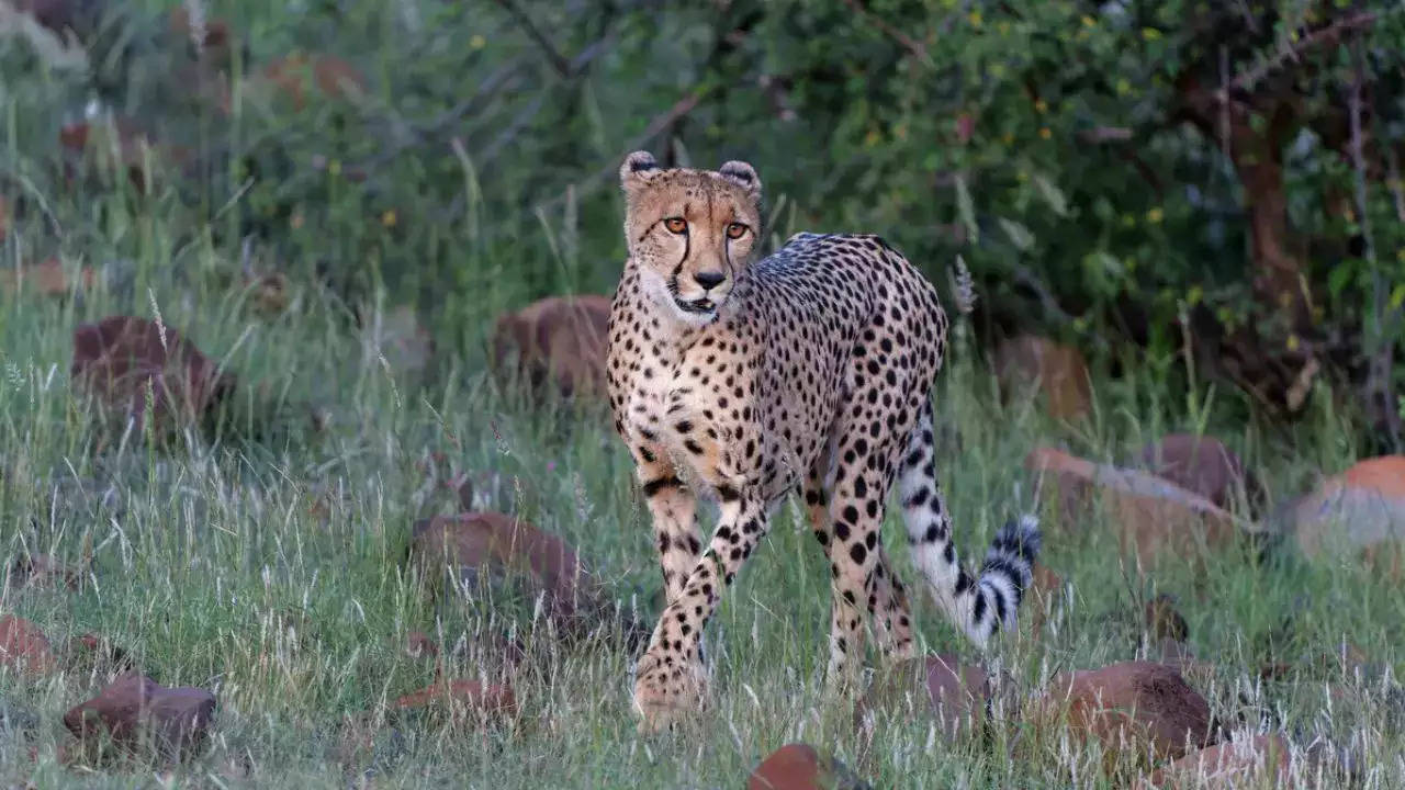 ​Cheetah Neerva Gives Birth To Cubs At Kuno National Park​