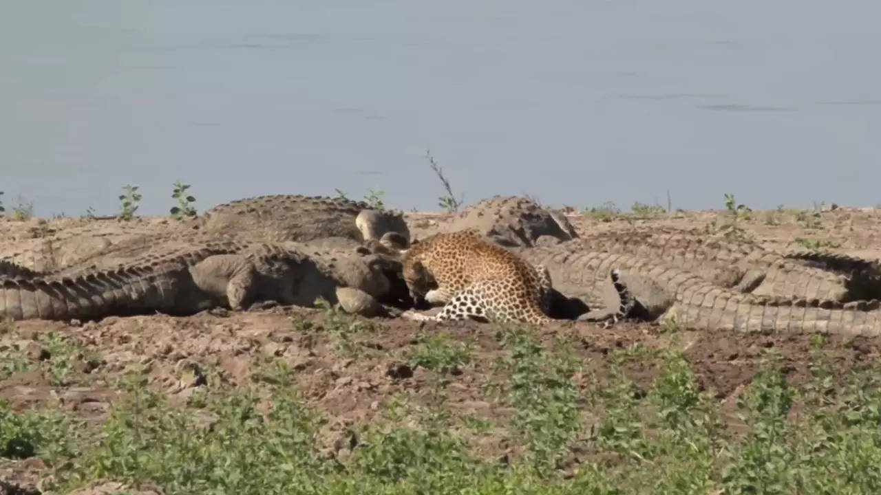 Leopard fight viral video