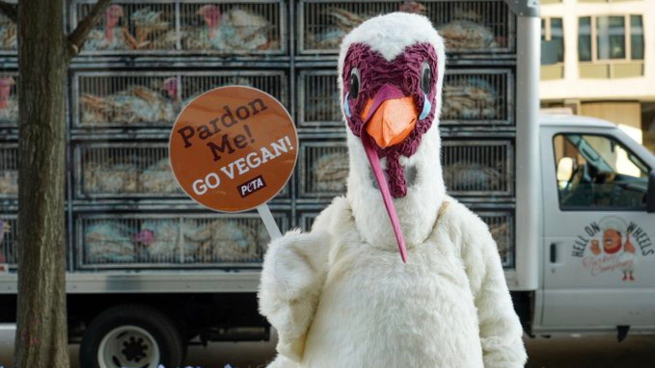 PETA Slams Biden For Turkey 'Pardoning Sham'